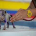 犬猫の保護施設を支援! ボランティアと5つのサポート方法をご紹介
