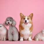 犬と猫どっちを飼う? 自分に合った5つの見極めポイントを紹介