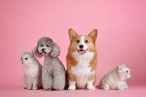 犬と猫どっちを飼う? 自分に合った5つの見極めポイントを紹介