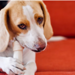 愛犬に骨ガムは必要? 危険じゃない? おすすめの骨ガム5選も紹介