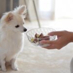 子犬にはふやかしたドッグフードを!【餌やりのコツ】