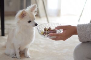 子犬にはふやかしたドッグフードを！【餌やりのコツ】