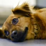 子犬のトイレ失敗時。3つの見直しポイントと飼い主の心構えを解説