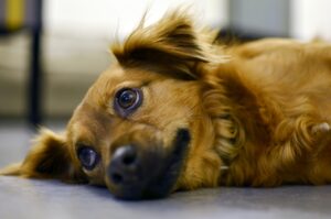 子犬のトイレ失敗時。3つの見直しポイントと飼い主の心構えを解説