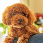 犬アレルギーでも犬は飼える? 対策やオススメ犬種を紹介!