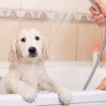 犬のお風呂の頻度は? シャンプーし過ぎは厳禁! 洗い方も解説