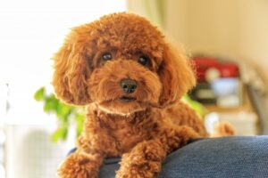 犬アレルギーでも犬は飼える? 対策やオススメ犬種を紹介!