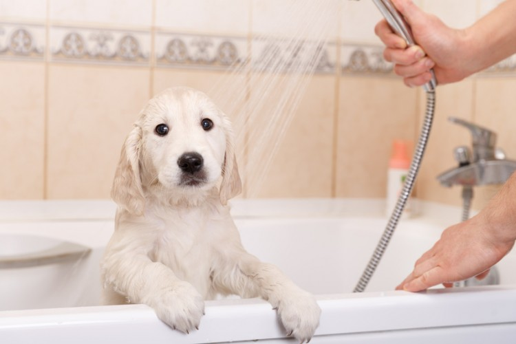 犬のお風呂の頻度は？ シャンプーし過ぎは厳禁！ 洗い方も解説