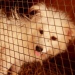 犬や猫を保健所から引き取りたい! 費用や条件などを解説!