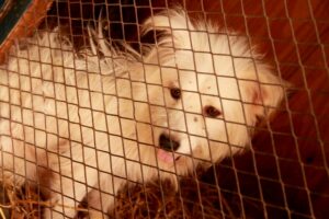 犬や猫を保健所から引き取りたい! 費用や条件などを解説!