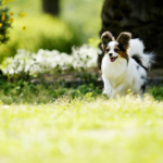 【2022年版!】小型犬の名前 人気ランキング