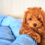 犬アレルギーの症状や対策は? 飼いやすい犬種も紹介