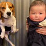 犬が赤ちゃんにやきもち? 嫉妬している時の行動も解説