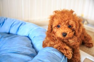 犬アレルギーの症状や対策は? 飼いやすい犬種も紹介