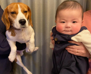 犬が赤ちゃんにやきもち? 嫉妬している時の行動も解説