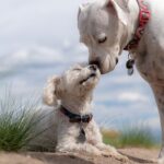 子犬はいつからお風呂に入れる? 入れない時期の対処法も紹介