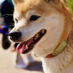 柴犬はアレルギーを起こしやすい? 症状やアレルゲンを解説