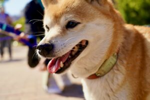 柴犬はアレルギーを起こしやすい? 症状やアレルゲンを解説