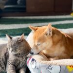 【どっちも好き!】犬と猫は一緒に飼えるの? 方法や注意点を紹介