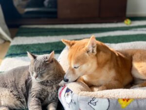【どっちも好き!】犬と猫は一緒に飼えるの? 方法や注意点を紹介