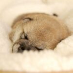 かわいい柴犬の子犬! 他犬種とちょっと違うトイレのコツ
