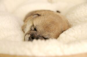 かわいい柴犬の子犬! 他犬種とちょっと違うトイレのコツ
