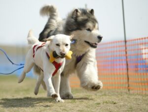 アメリカドッグフードのおすすめは? ランキング紹介!