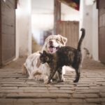 【とってもかわいい!】犬・猫の愛情表現方法
