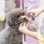 愛犬のトリミング頻度は? メリットや注意点も紹介!