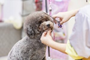 愛犬のトリミング頻度は? メリットや注意点も紹介!