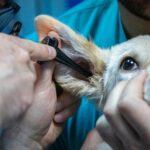 【犬の耳垢】マラセチアと耳掃除について詳しく解説