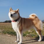 面白い! 偉人の犬の名前と秘話【西郷隆盛と愛犬】