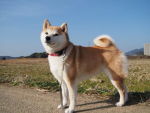 面白い! 偉人の犬の名前と秘話【西郷隆盛と愛犬】