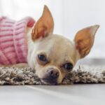 犬に服を着せる時の注意点は? かわいい服が買えるサイトも紹介