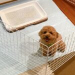 オス犬が足を上げておしっこする理由は？ トイレのしつけも解説