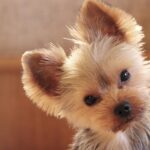 犬の耳掃除とは? やり方をご紹介
