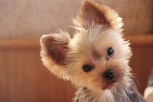 犬の耳掃除とは? やり方をご紹介