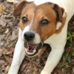 犬がずっと吠えるのは認知症だから?  その他の原因と対策方法