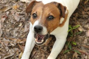 犬がずっと吠えるのは認知症だから?  その他の原因と対策方法