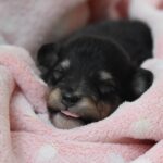 犬の去勢手術