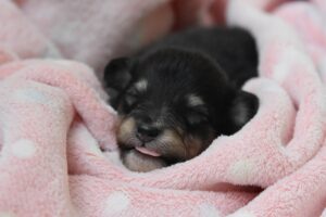 犬の去勢手術