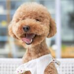 気になる? 犬のトリミング方法