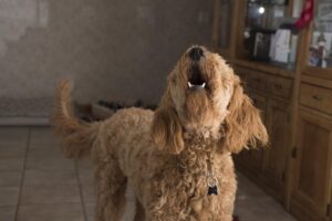 愛犬の認知症用サプリメント13選|進行緩和したい飼い主さん必見