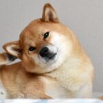 タイプ別犬の膿皮症薬9選｜考えられる原因と対策方法