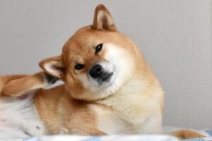 タイプ別犬の膿皮症薬9選|考えられる原因と対策方法