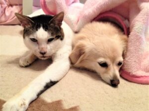 癒されたい!猫や犬が可愛い理由と画像を探す方法