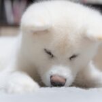 犬の耳血腫とは?