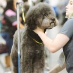 愛犬にトリミング! おすすめバリカンは？