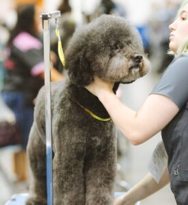 愛犬にトリミング! おすすめバリカンは?