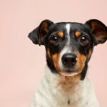 犬が息を吸う時に震えるのは病気のサイン? 考えられる10の原因
